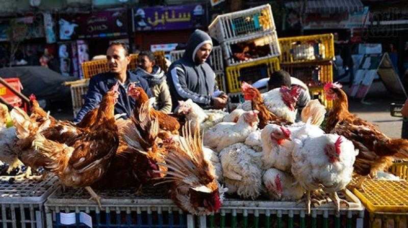 أسعار الدواجن والبيض في مصر اليوم السبت
